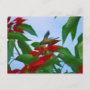 Hummingbird in vlucht briefkaart