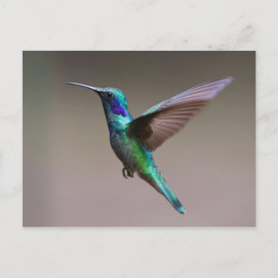 Hummingbird in vlucht briefkaart