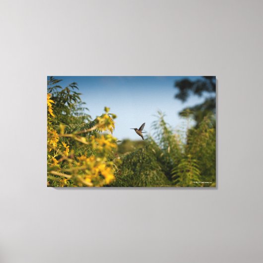 Hummingbird in vlucht canvas afdruk (Voorkant)