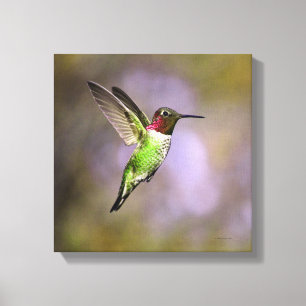 Hummingbird in vlucht canvas afdruk