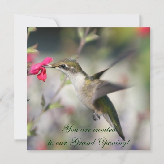 Hummingbird in vlucht kaart (Voorkant)