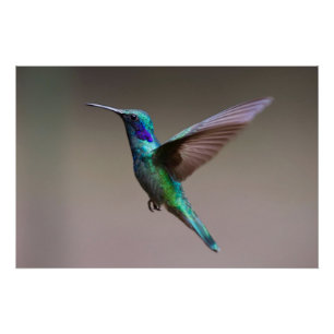 Hummingbird in vlucht perfect poster