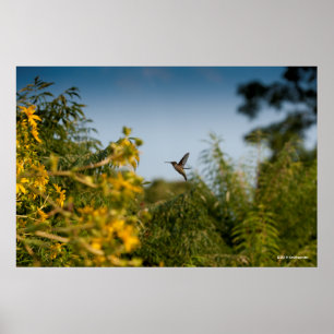 Hummingbird in vlucht poster