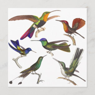 Hummingbird Invitation - 6 Beauful Hummingbird Kaart