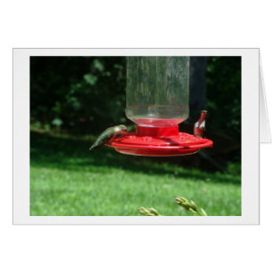 Hummingbird Joy