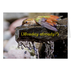 Hummingbird Laing in Water
