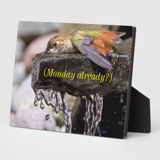 Hummingbird Laing in Water Fotoplaat (Zijkant)