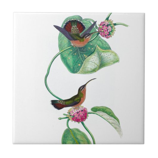 Hummingbird Love Tegeltje (Voorkant)