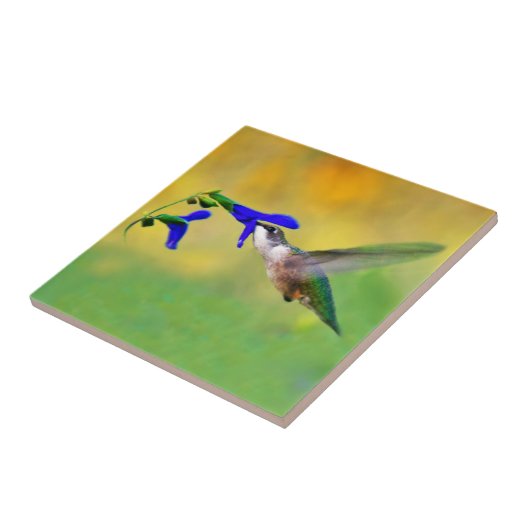 Hummingbird Lunch Tegeltje (Zijkant)