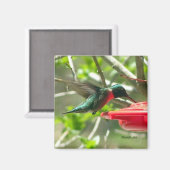 Hummingbird Magnet Magneet (Voorkant / Achterkant)