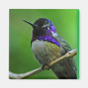 Hummingbird Magnet Magneet