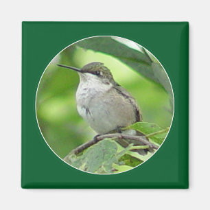 Hummingbird Magnet Magneet