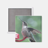 Hummingbird magnet magneet (Voorkant / Achterkant)