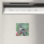 Hummingbird magnet magneet (Insitu (Vaatwasser))