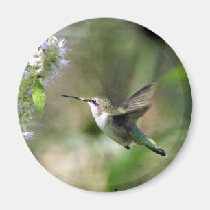 Hummingbird Magnet Magneet