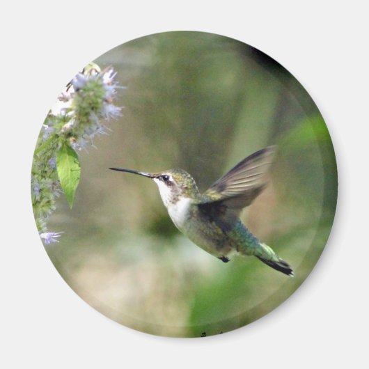 Hummingbird Magnet Magneet (Voorkant)