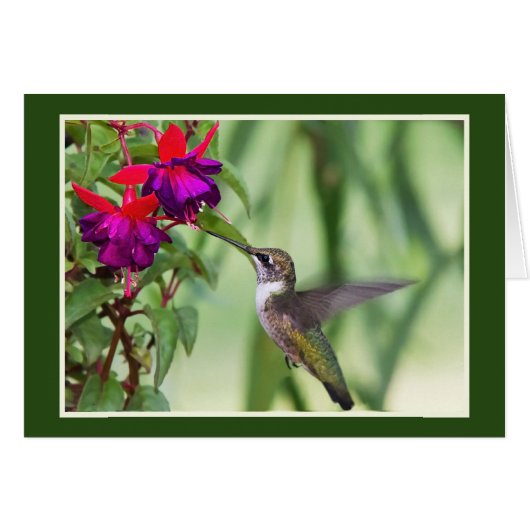 Hummingbird met Fuchsia (Voorkant Horizontaal)