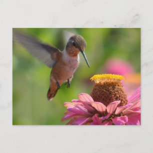 Hummingbird met Zinnias Briefkaart