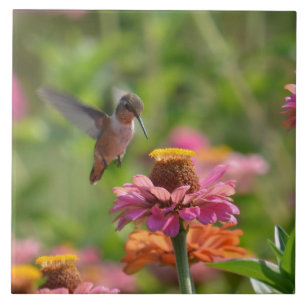 Hummingbird met Zinnias Tegeltje