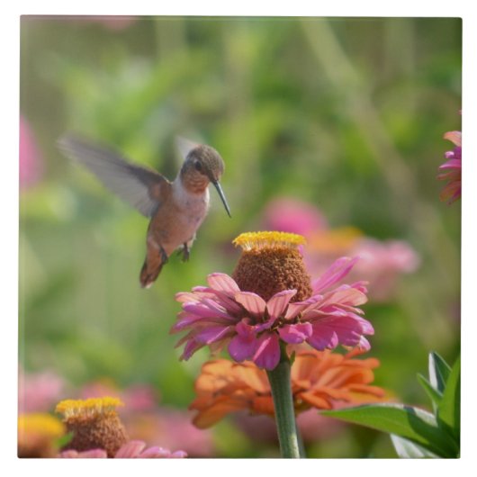 Hummingbird met Zinnias Tegeltje (Voorkant)