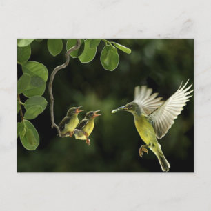 Hummingbird moeder briefkaart