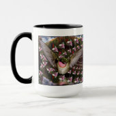 Hummingbird Mok - Angel Face (Links)