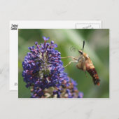Hummingbird Moth Briefkaart (Voorkant / Achterkant)