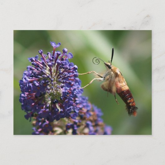 Hummingbird Moth Briefkaart (Voorkant)