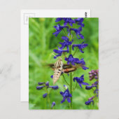 Hummingbird moth briefkaart (Voorkant / Achterkant)
