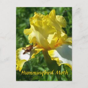 HUMMINGBIRD MOTH BRIEFKAART