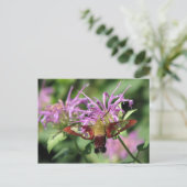 Hummingbird Moth Briefkaart (Staand voorkant)