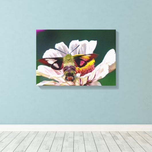 Hummingbird Moth Canvas Afdruk (Insitu (Houten vloer))