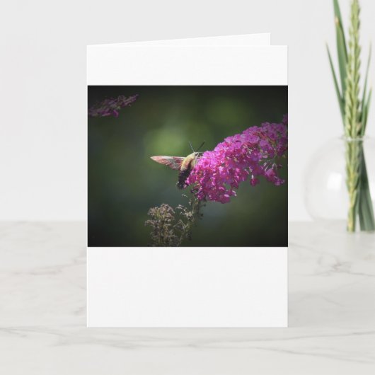 Hummingbird Moth, carte (Devant)