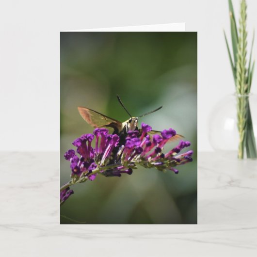 Hummingbird Moth, carte (Devant)
