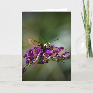 Hummingbird Moth, carte
