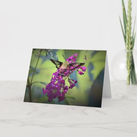 Hummingbird Moth, carte (Devant)