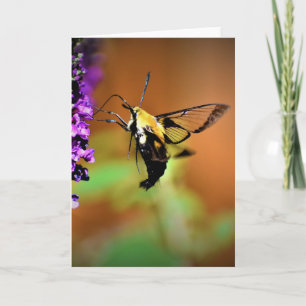 Hummingbird Moth, carte