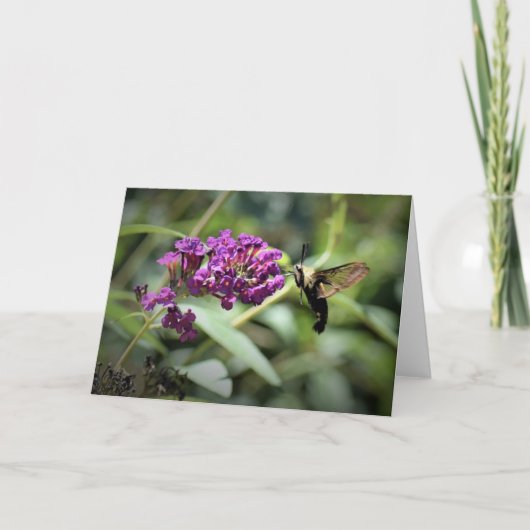 Hummingbird Moth, carte (Devant)