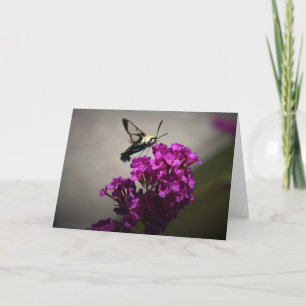 Hummingbird Moth, carte