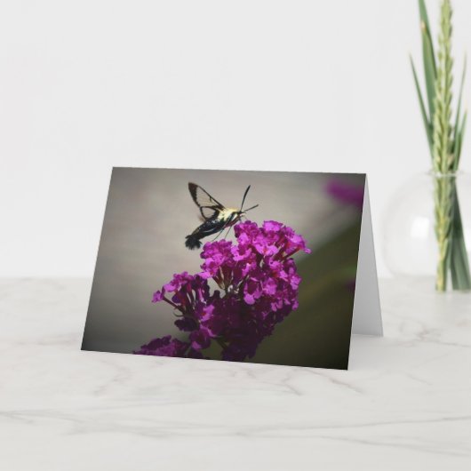 Hummingbird Moth, carte (Devant)