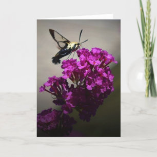 Hummingbird Moth, carte