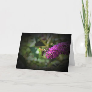 Hummingbird Moth, carte
