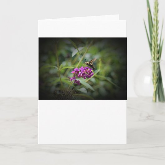 Hummingbird Moth, carte (Devant)