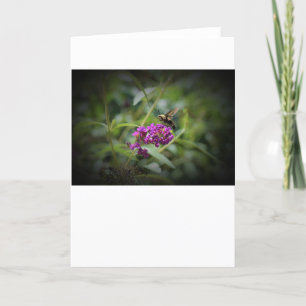 Hummingbird Moth, carte