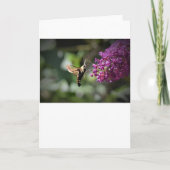 Hummingbird Moth, carte (Devant)