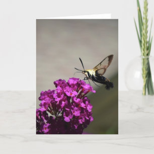 Hummingbird Moth, carte
