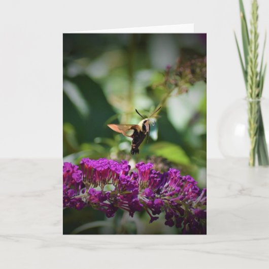 Hummingbird Moth, carte (Devant)