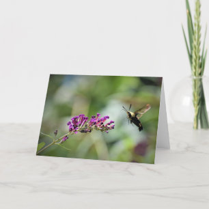 Hummingbird Moth, carte