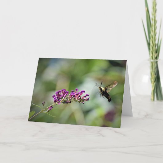Hummingbird Moth, carte (Devant)