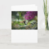 Hummingbird Moth, carte (Devant)